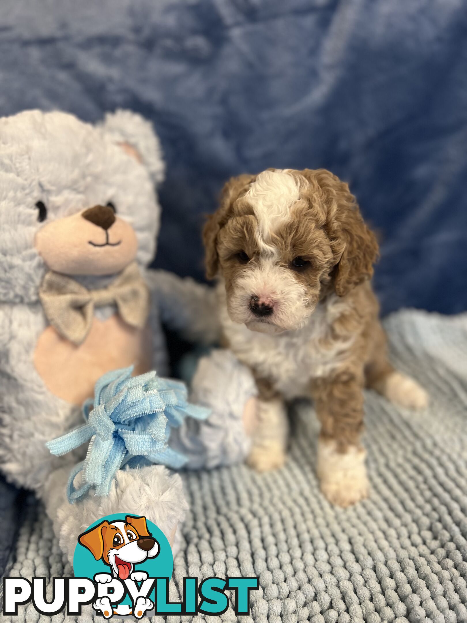 Cavoodle Puppies - Fully DNA cleared