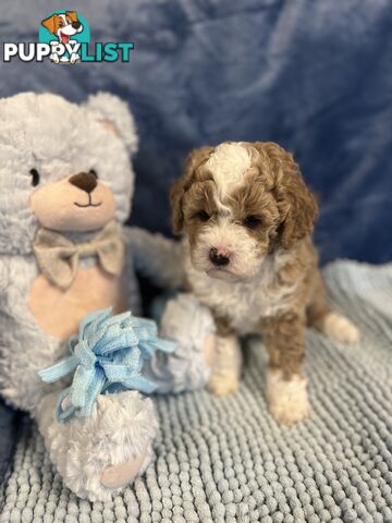 Cavoodle Puppies - Fully DNA cleared