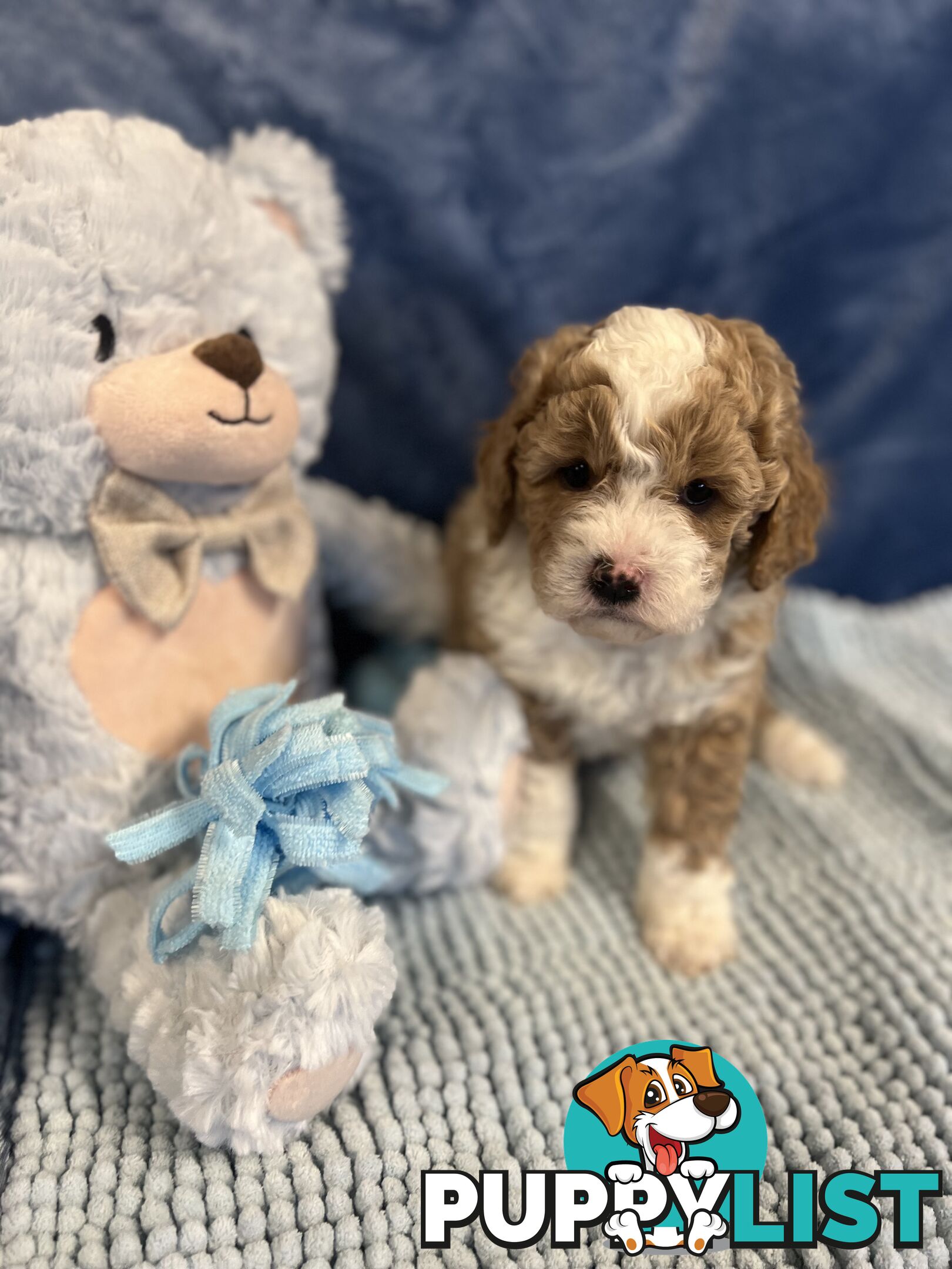 Cavoodle Puppies - Fully DNA cleared