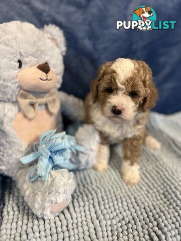 Cavoodle Puppies - Fully DNA cleared