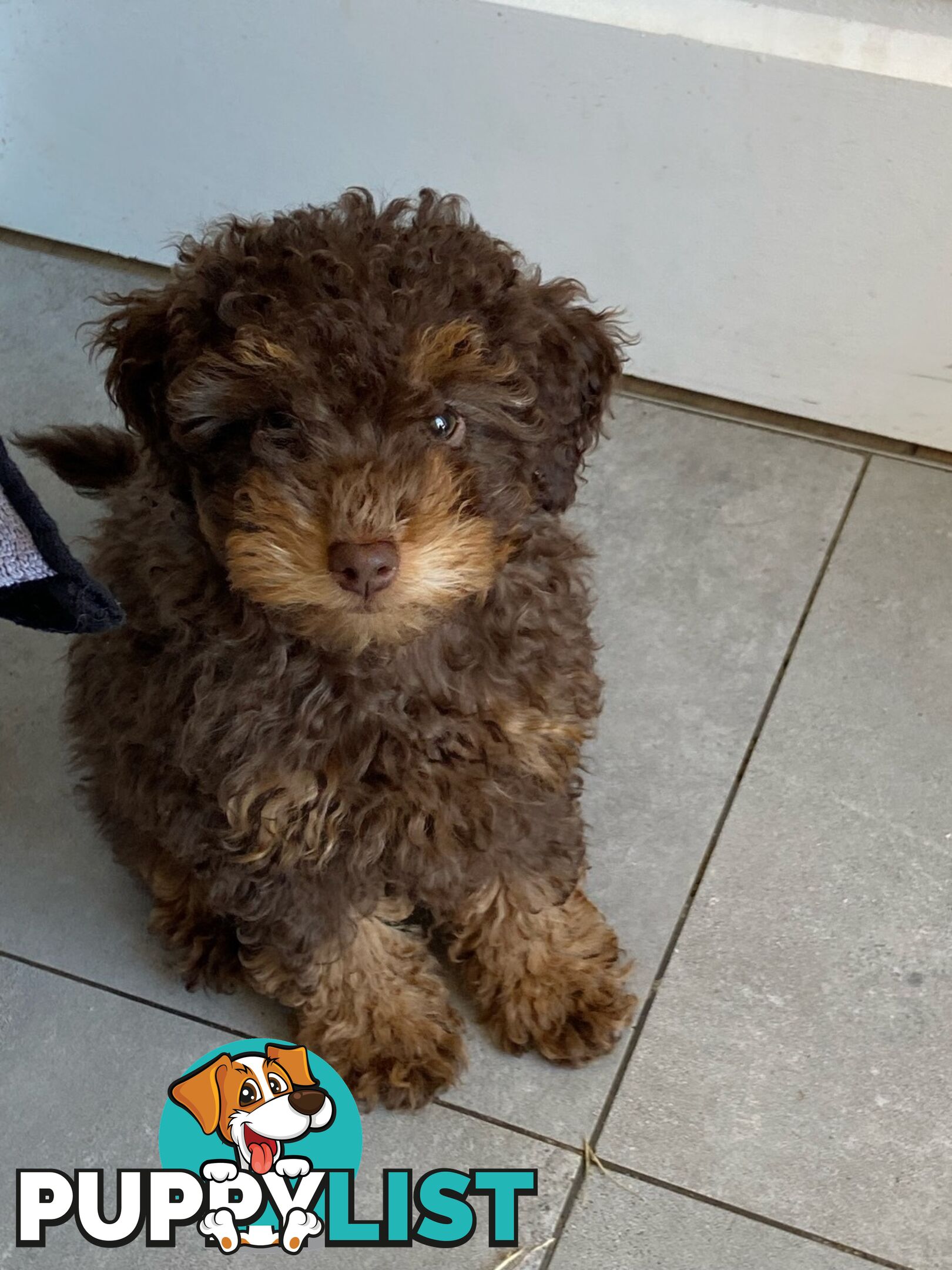 Pure Toy Poodle puppies