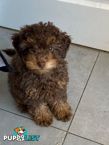 Pure Toy Poodle puppies