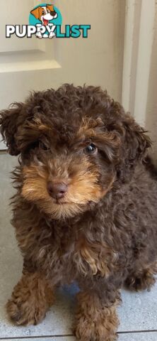 Pure Toy Poodle puppies