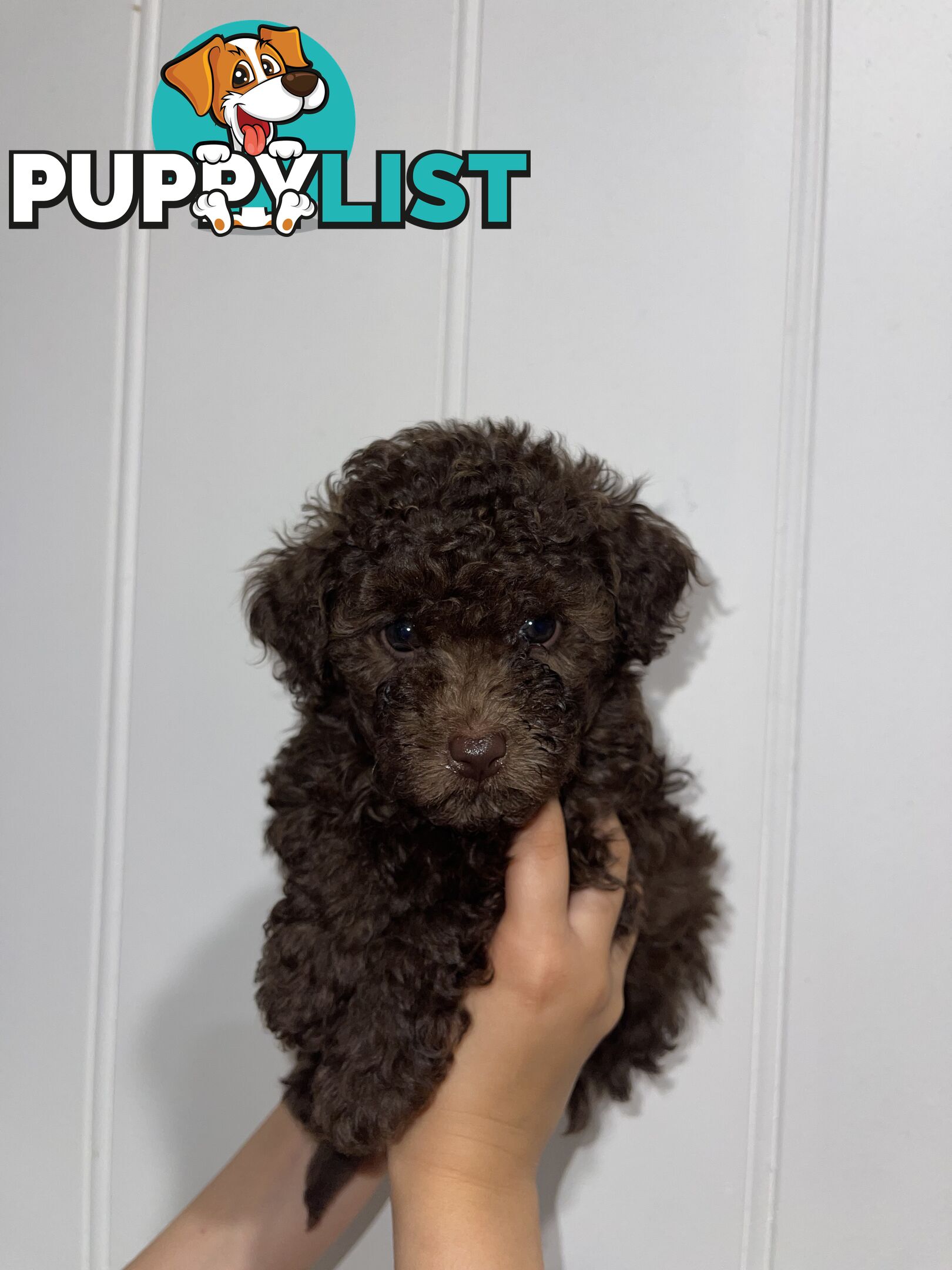 Pure Toy Poodle puppies