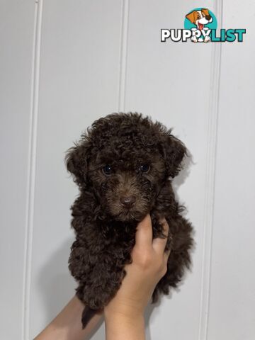 Pure Toy Poodle puppies