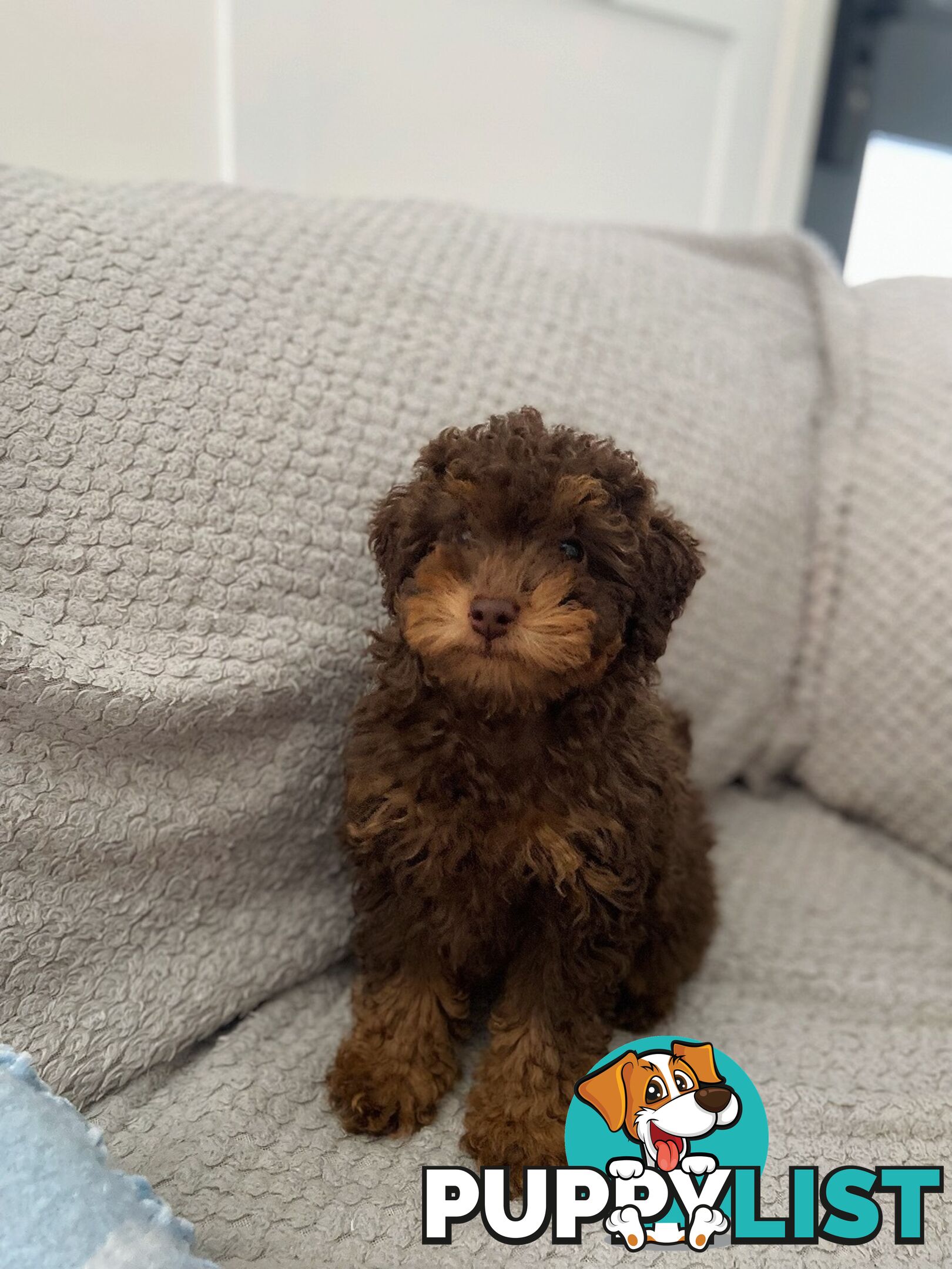 Pure Toy Poodle puppies