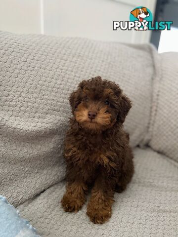 Pure Toy Poodle puppies