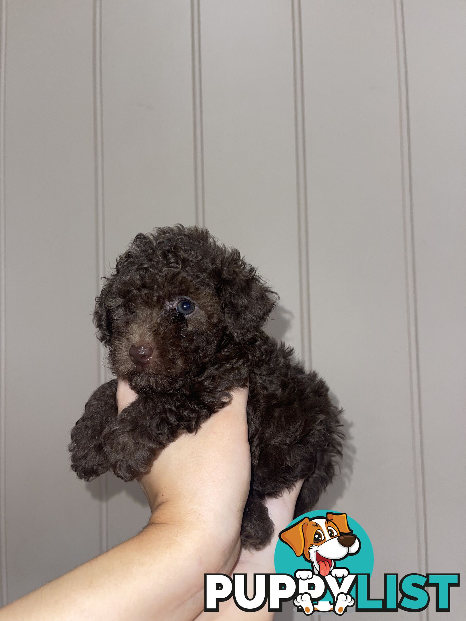 Pure Toy Poodle puppies