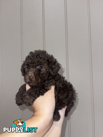 Pure Toy Poodle puppies