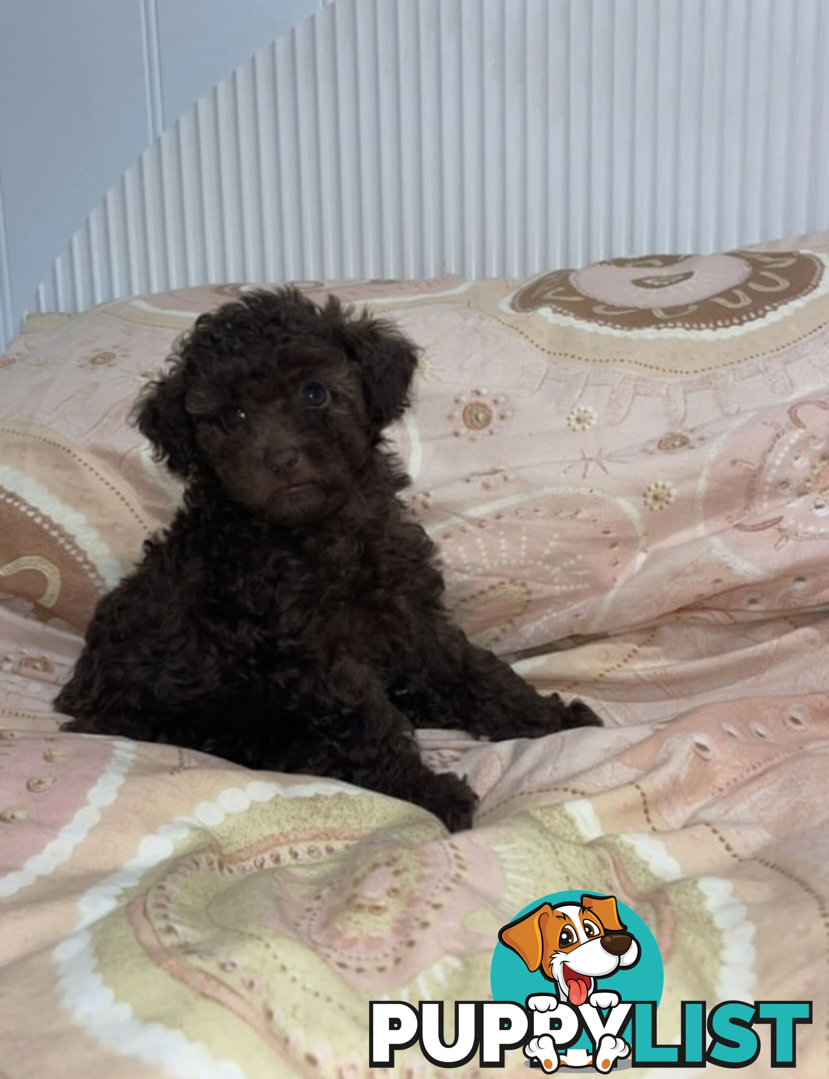 Pure Toy Poodle puppies