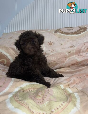 Pure Toy Poodle puppies