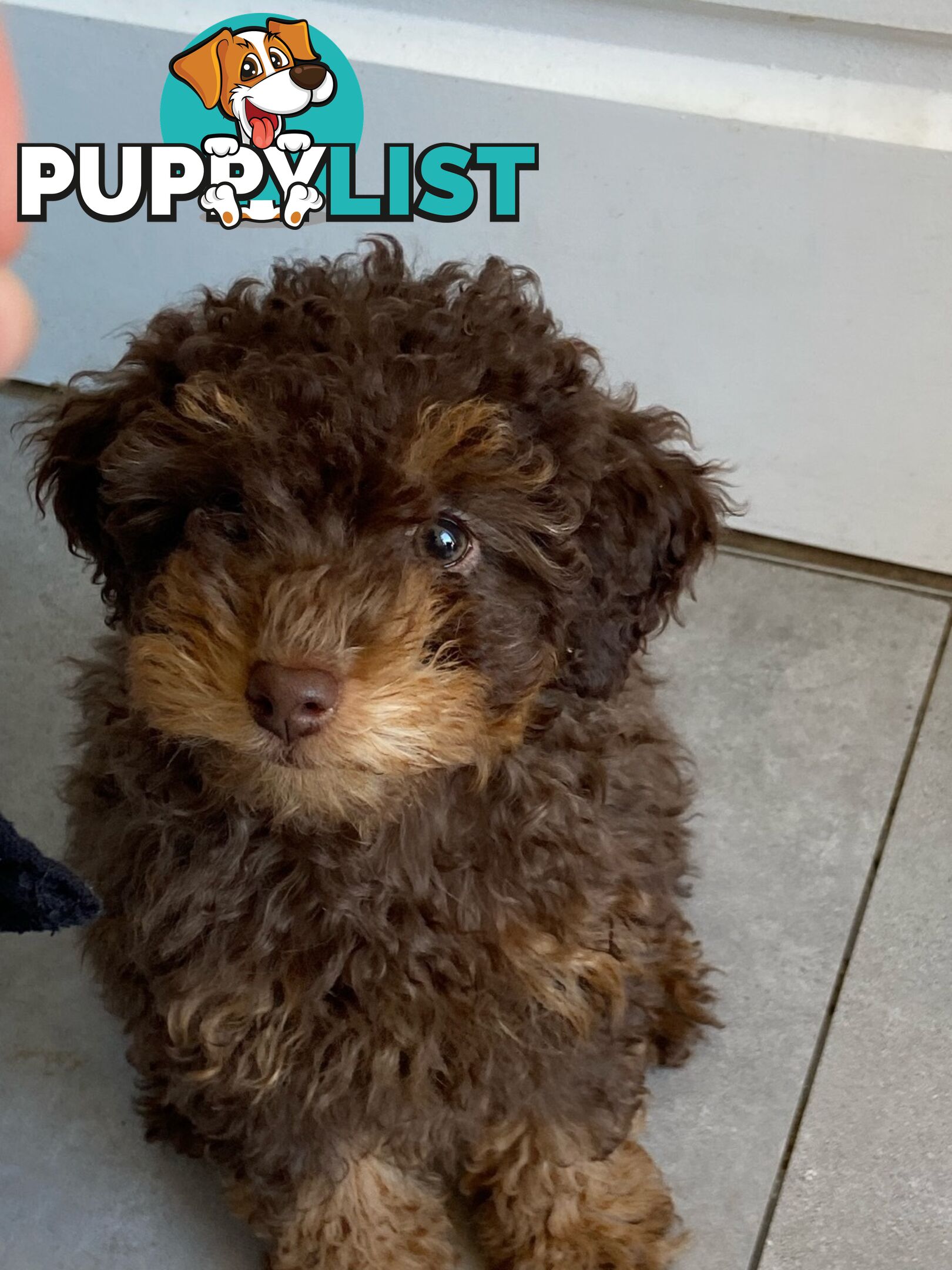 Pure Toy Poodle puppies