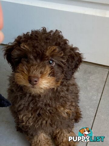 Pure Toy Poodle puppies