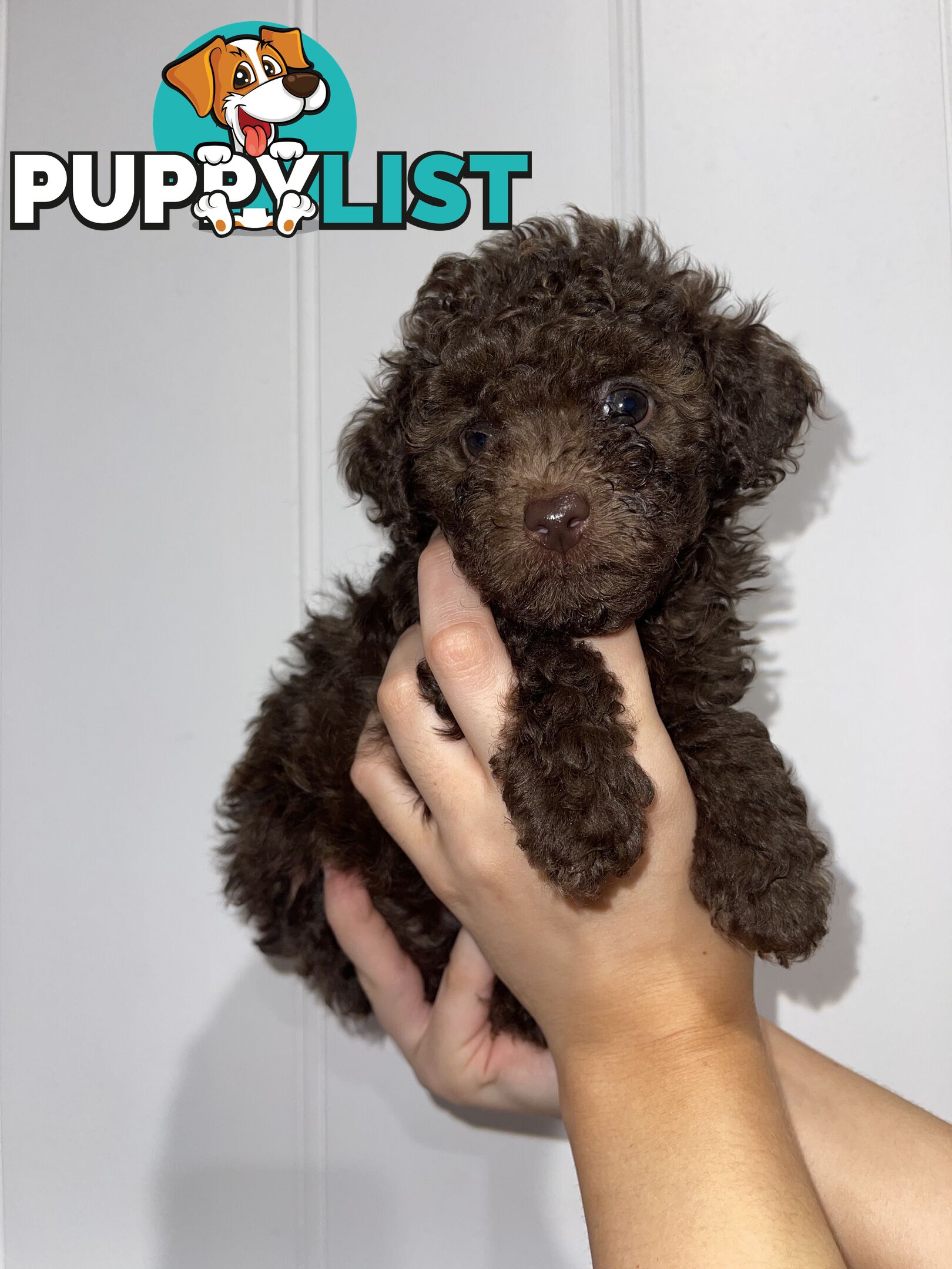 Pure Toy Poodle puppies