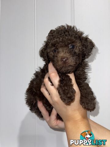 Pure Toy Poodle puppies