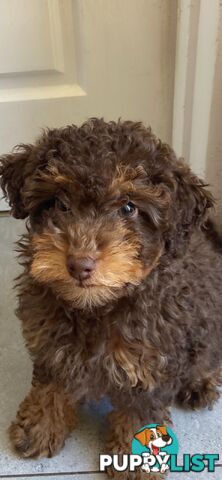 Pure Toy Poodle puppies