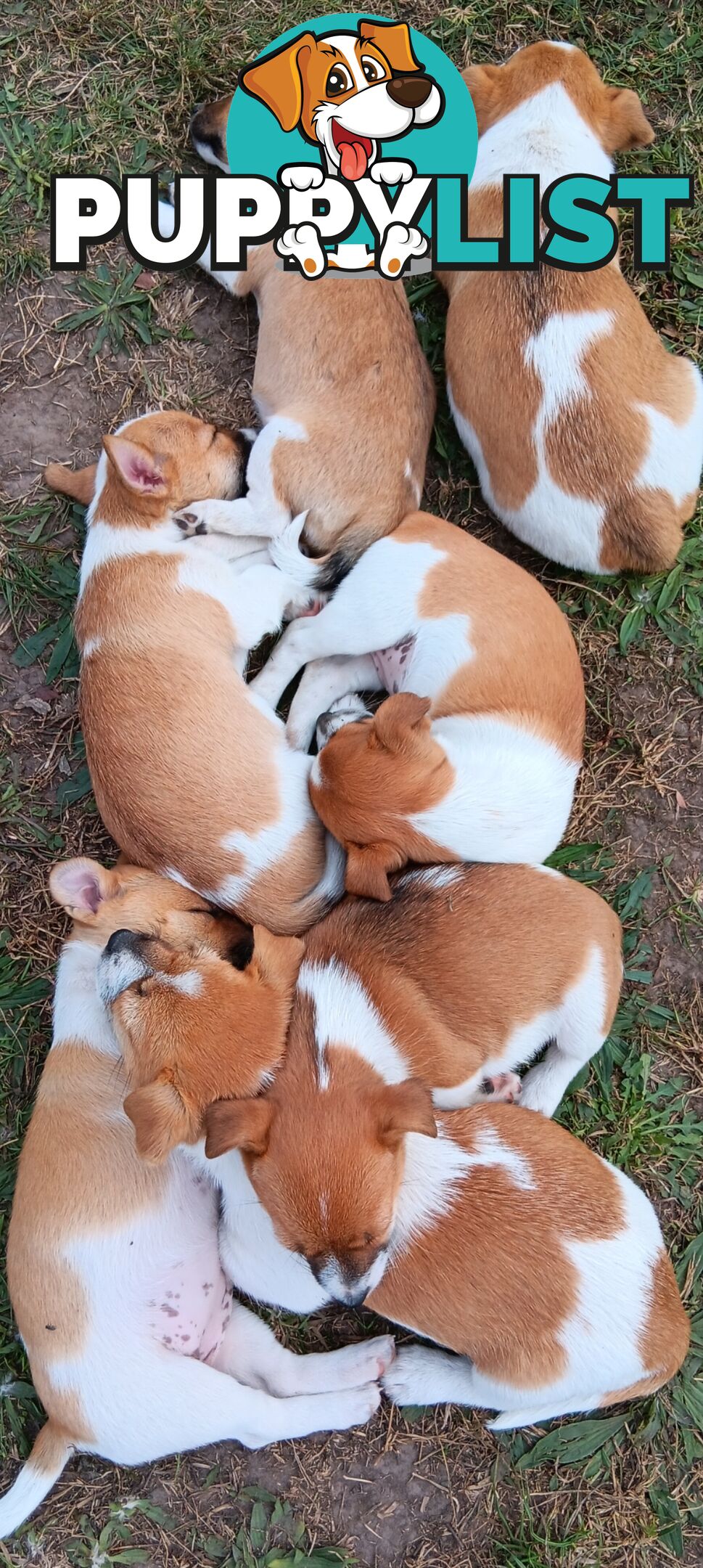 One magnificent male Jack Russell and his stunning sisters.
