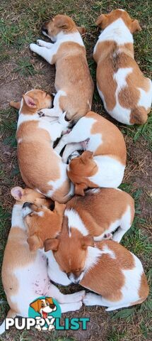 One magnificent male Jack Russell and his stunning sisters.