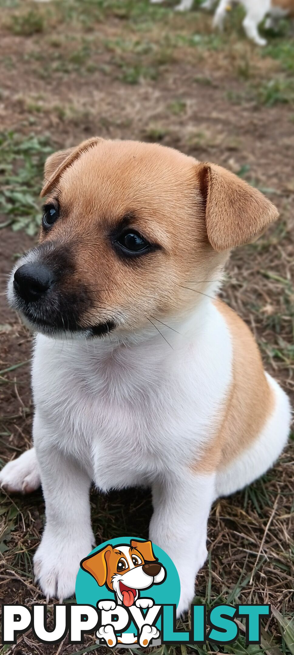 One magnificent male Jack Russell and his stunning sisters.