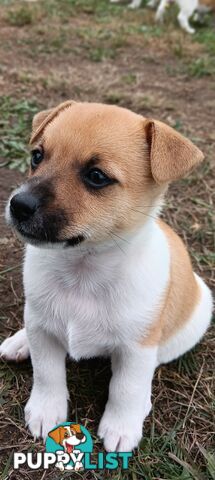 One magnificent male Jack Russell and his stunning sisters.
