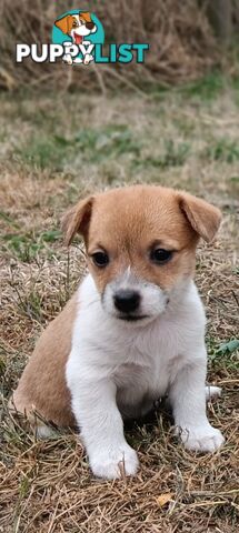 One magnificent male Jack Russell and his stunning sisters.