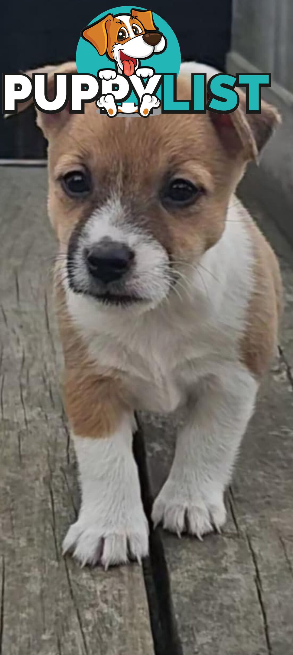 One magnificent male Jack Russell and his stunning sisters.