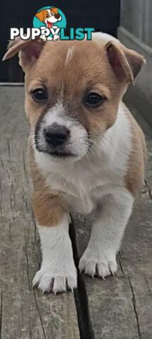 One magnificent male Jack Russell and his stunning sisters.