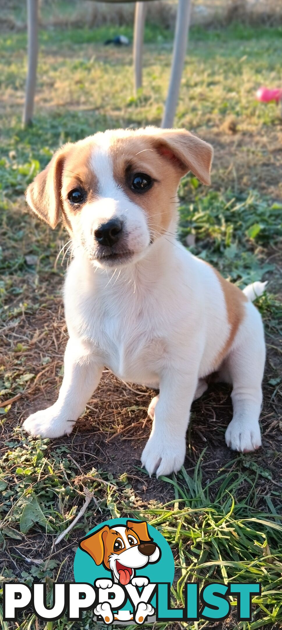 One magnificent male Jack Russell and his stunning sisters.