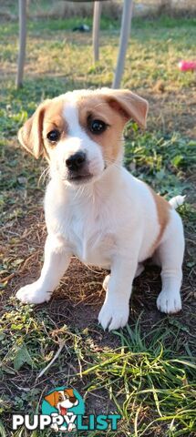 One magnificent male Jack Russell and his stunning sisters.