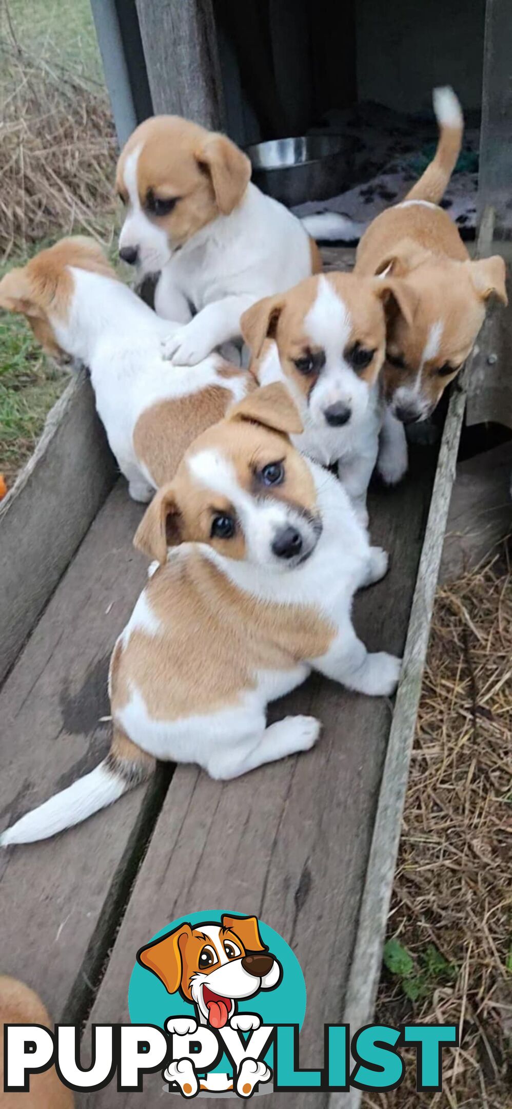 One magnificent male Jack Russell and his stunning sisters.