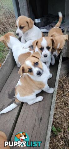 One magnificent male Jack Russell and his stunning sisters.