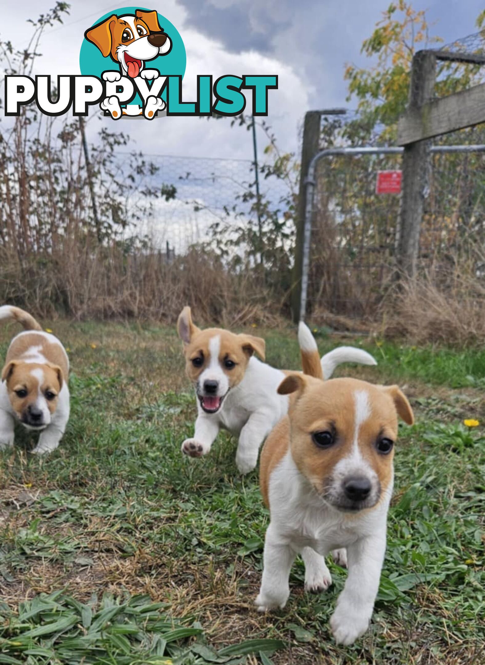 One magnificent male Jack Russell and his stunning sisters.