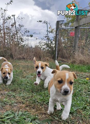 One magnificent male Jack Russell and his stunning sisters.