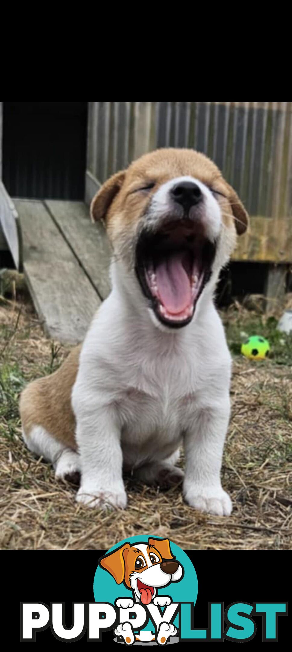 One magnificent male Jack Russell and his stunning sisters.