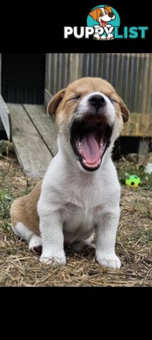 One magnificent male Jack Russell and his stunning sisters.
