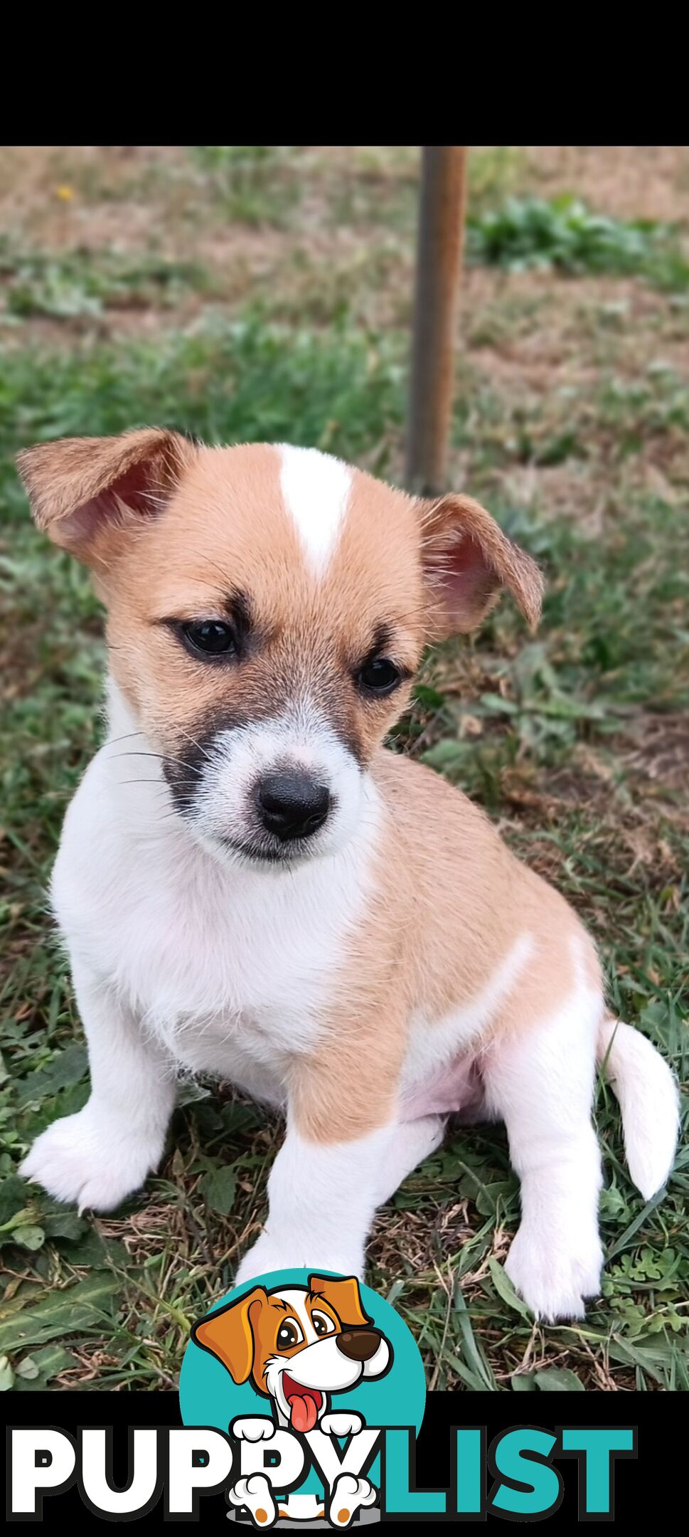 One magnificent male Jack Russell and his stunning sisters.