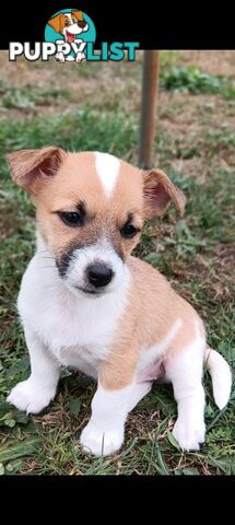 One magnificent male Jack Russell and his stunning sisters.