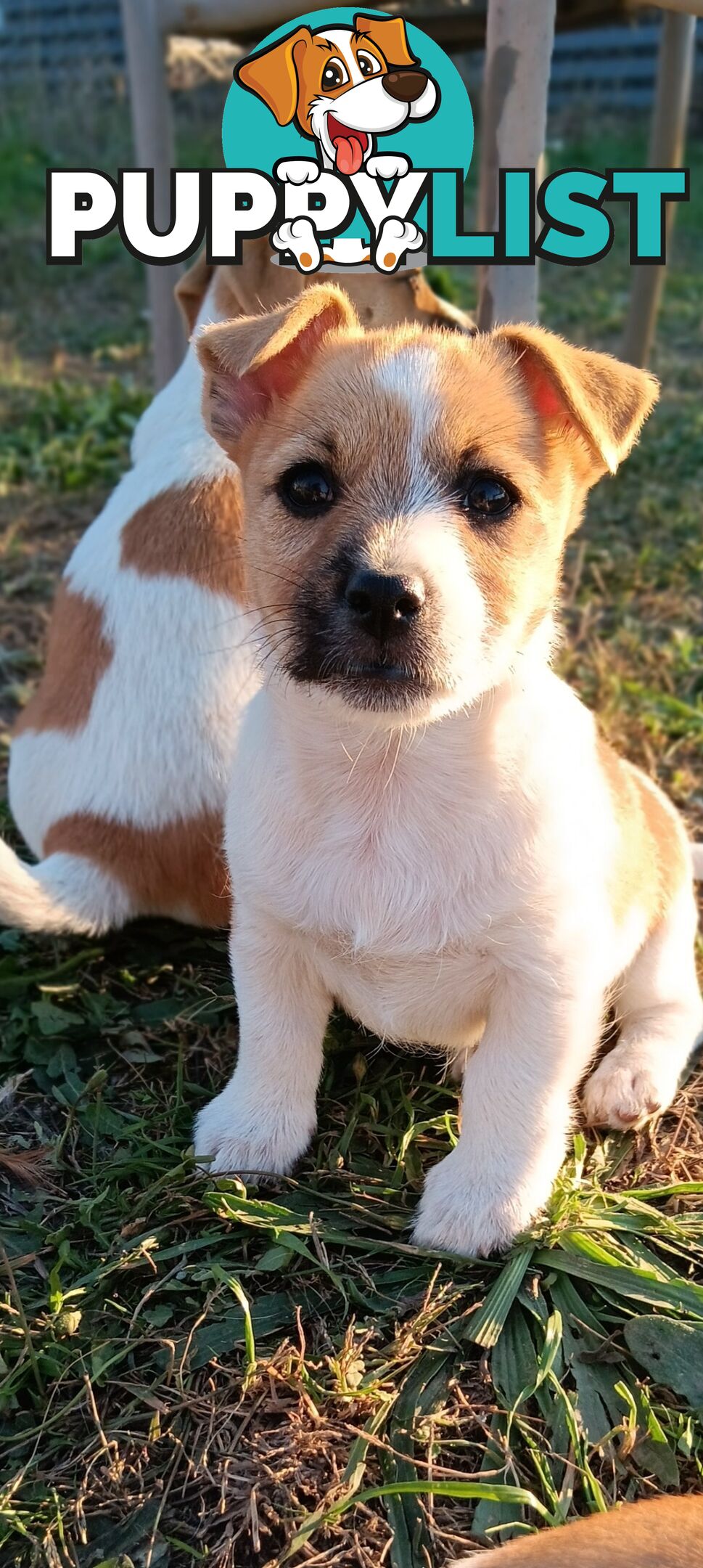 One magnificent male Jack Russell and his stunning sisters.
