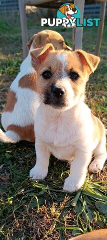 One magnificent male Jack Russell and his stunning sisters.