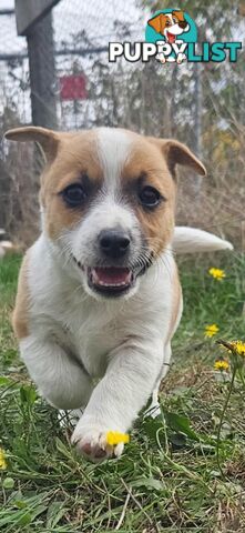 One magnificent male Jack Russell and his stunning sisters.