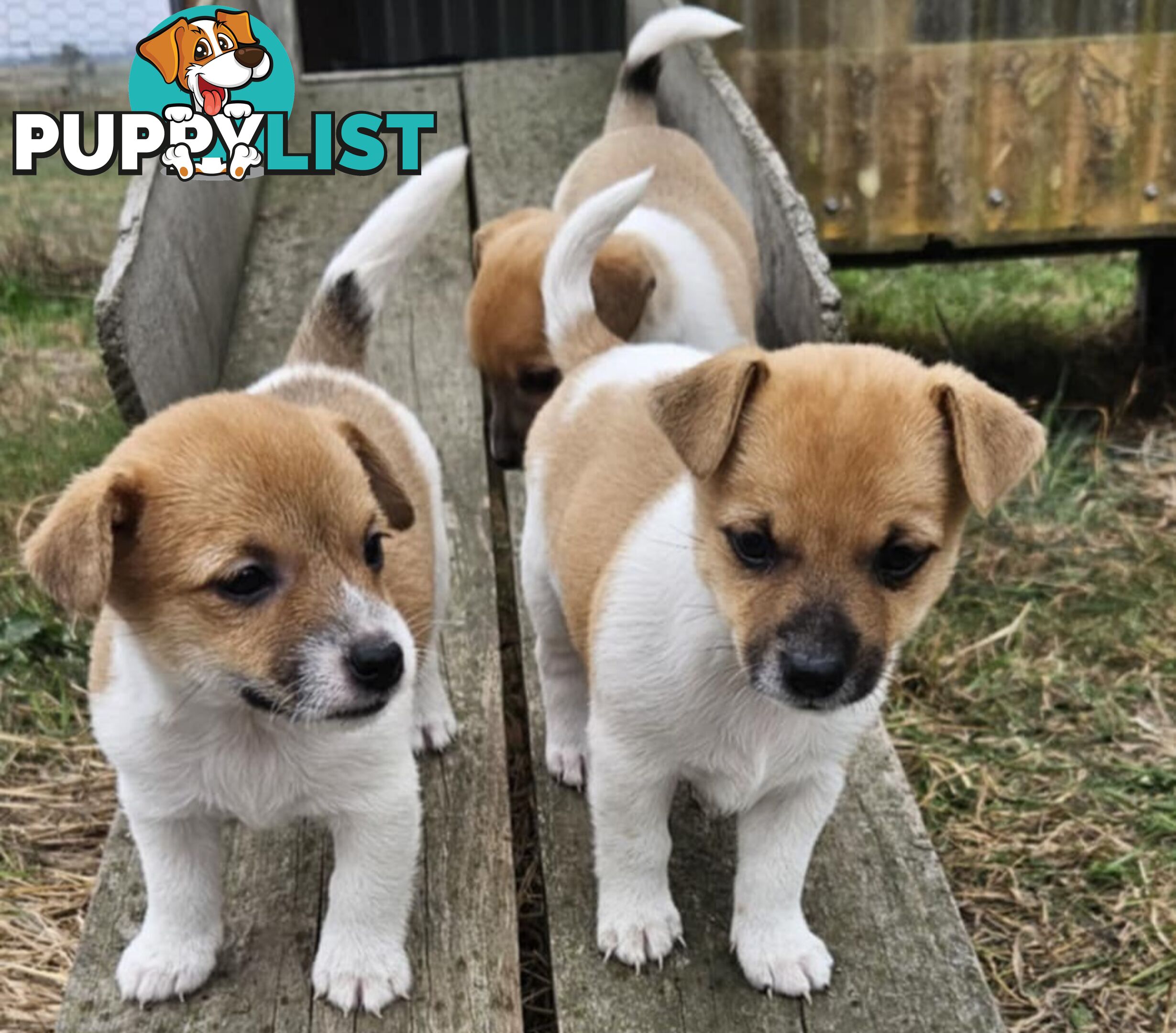 One magnificent male Jack Russell and his stunning sisters.