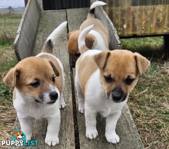 One magnificent male Jack Russell and his stunning sisters.