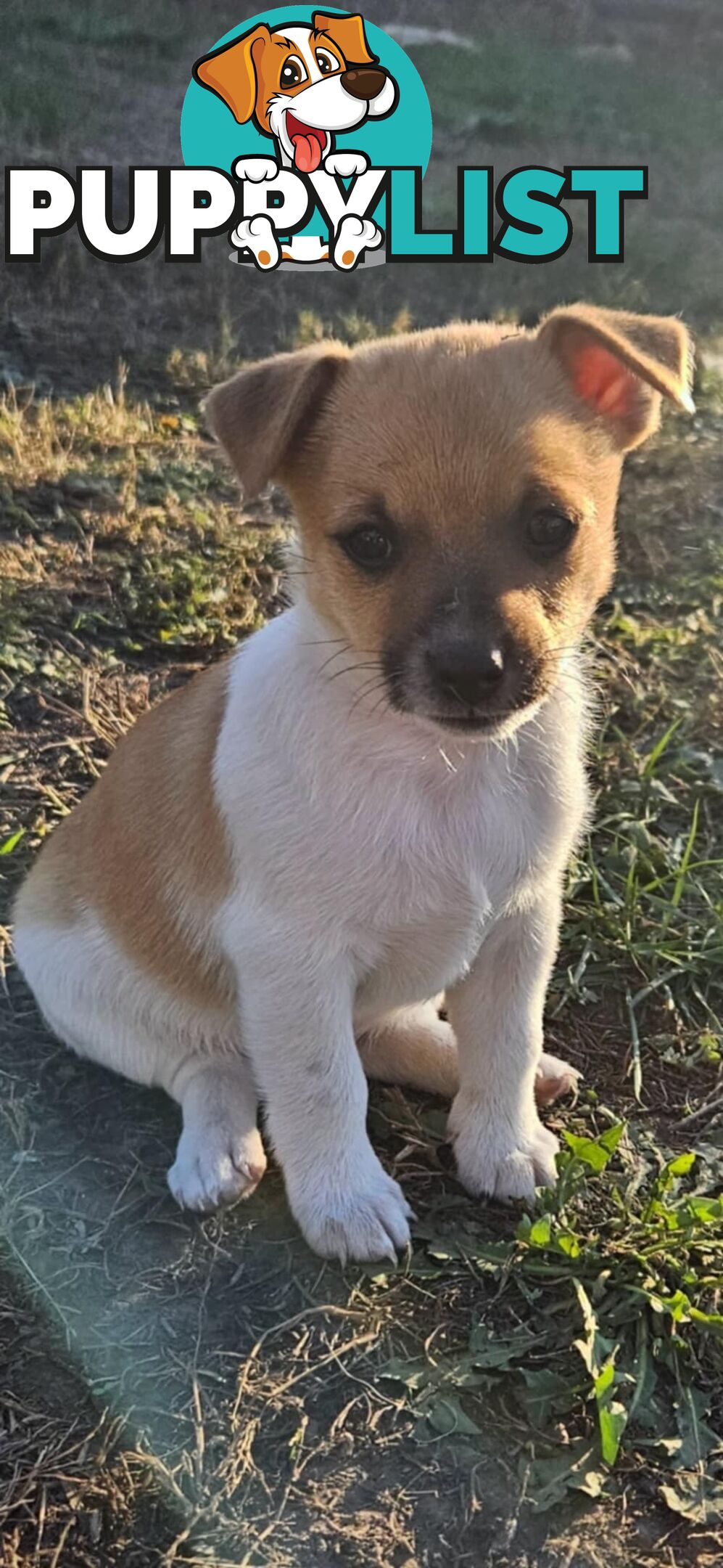 One magnificent male Jack Russell and his stunning sisters.