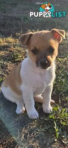 One magnificent male Jack Russell and his stunning sisters.