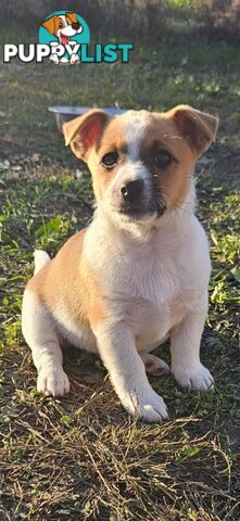 One magnificent male Jack Russell and his stunning sisters.