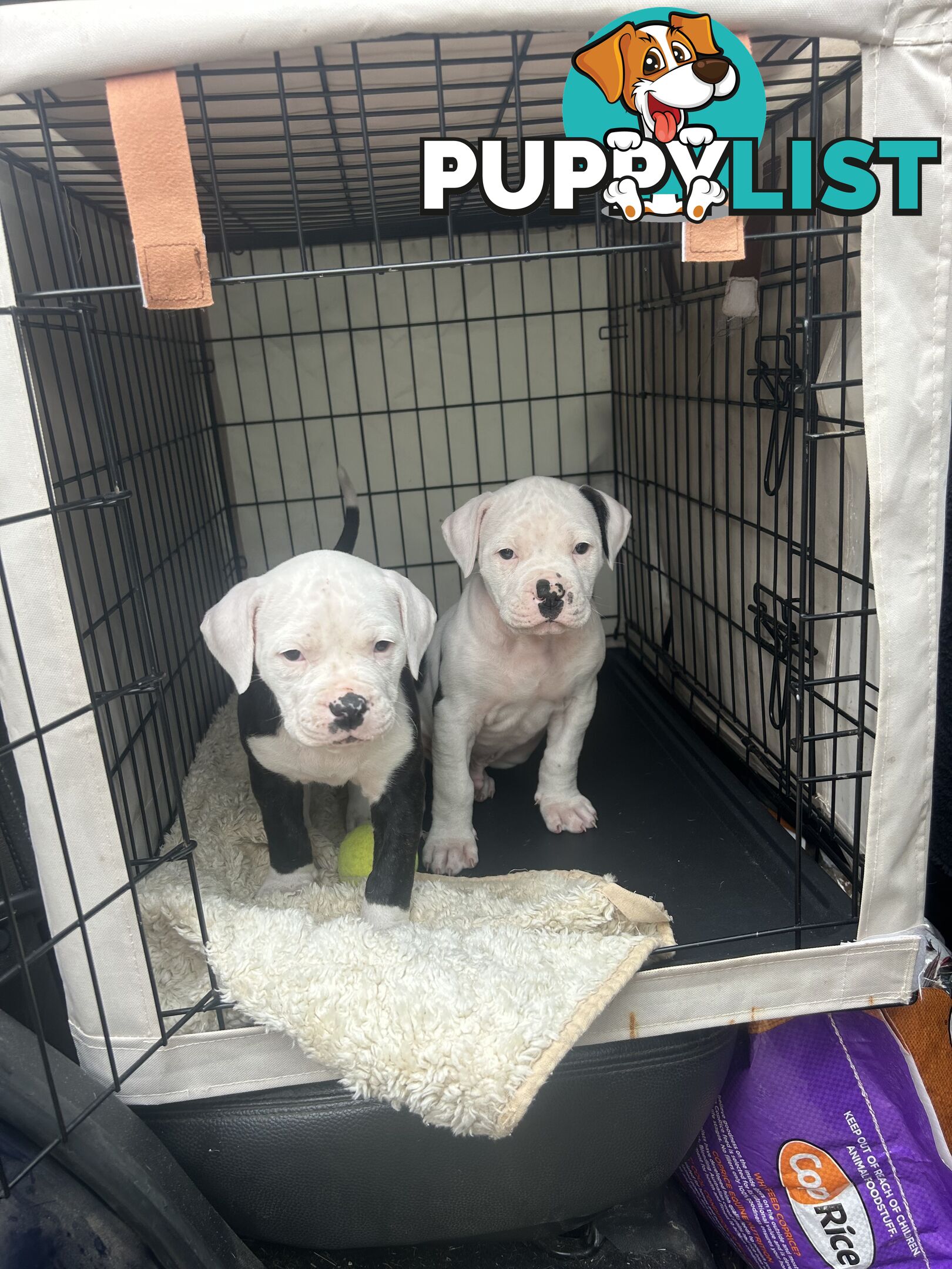 American Bulldog puppies
