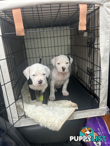 American Bulldog puppies