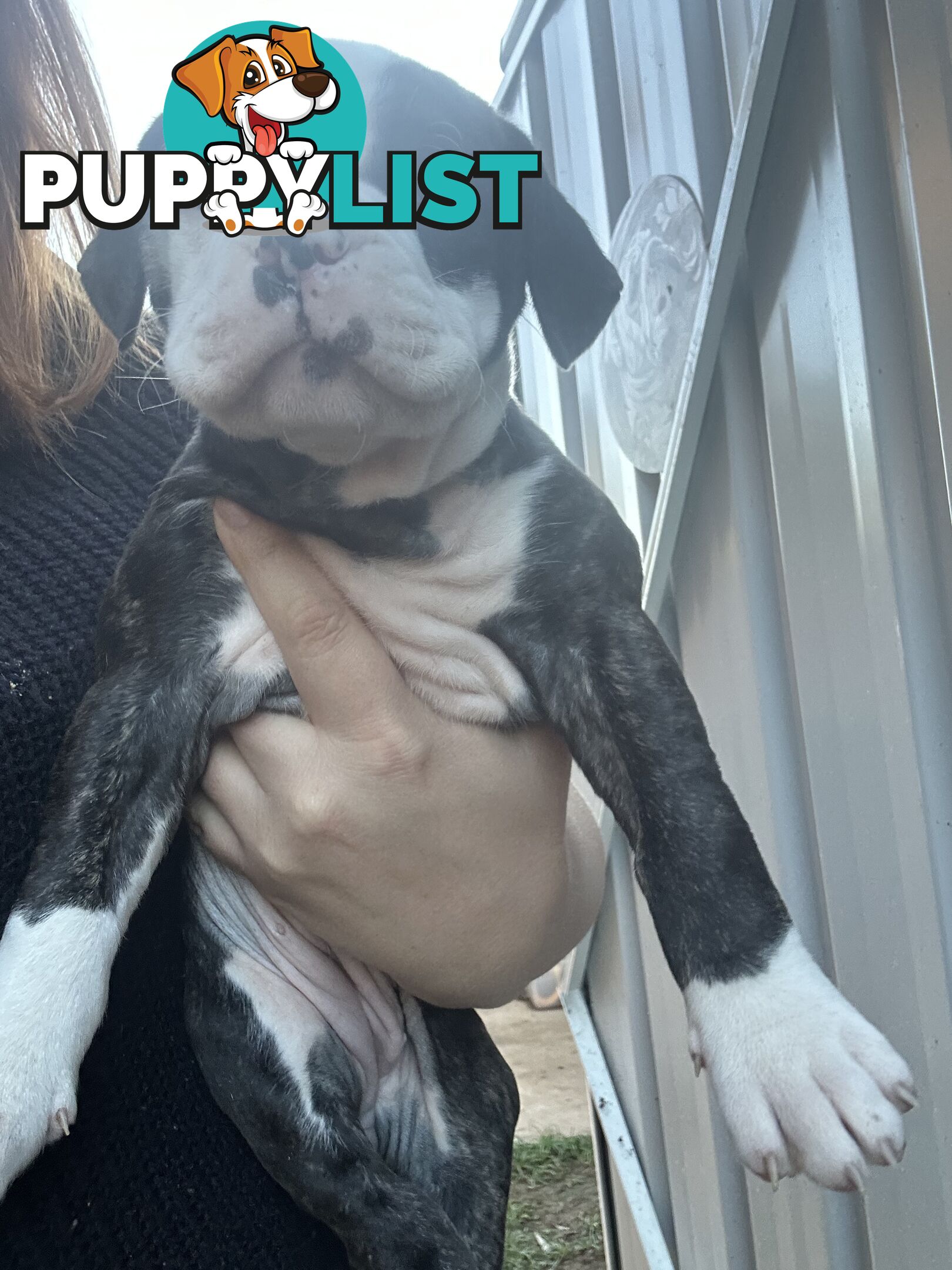 American Bulldog puppies