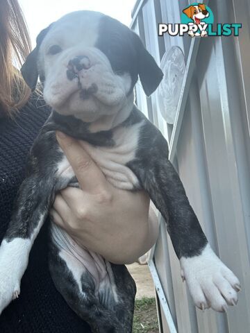 American Bulldog puppies