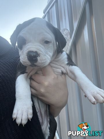 American Bulldog puppies